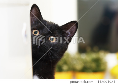 Kitten Portrait 112091921