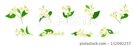 Jasmine Flower with Stalk and Green Leaves Vector Set 112092257