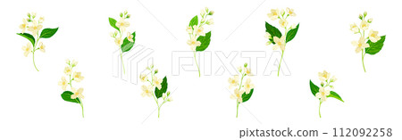 Jasmine Flower with Stalk and Green Leaves Vector Set Jasmine Flower with Stalk and Green Leaves Vector Set 112092258