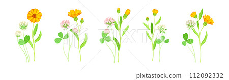 Calendula Plant with Orange Flower Head and Clover on Stem as Meadow Herb Vector Set 112092332