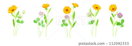 Calendula Plant with Orange Flower Head and Clover on Stem as Meadow Herb Vector Set 112092333