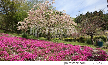 Cherry blossoms and moss phlox Shizumine Furusato Park 112092336