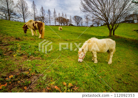 Pony 112092353
