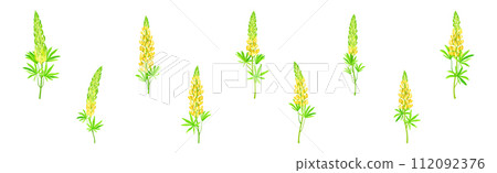 Beautiful Lupin Flowers as Meadow Flowering Herbaceous Plant Vector Set 112092376