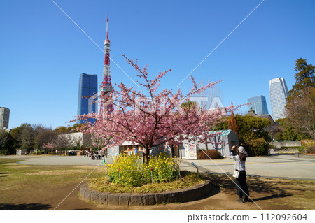 Cherry blossoms and Shiba Tower seen from Shiba Park Cherry blossoms and Shiba Tower seen from Shiba Park 112092604