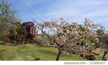 Shimonomori故鄉櫻花在公園裡 112092837