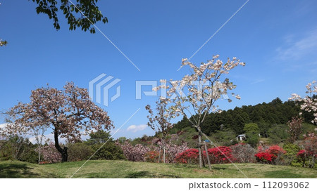 Shizumine Furusato Park, a park where azaleas and cherry blossoms bloom against a blue sky background Shizumine Furusato Park, a park where azaleas and cherry blossoms bloom against a blue sky background 112093062