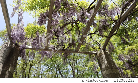 紫藤花景觀北山公園 紫藤花景觀北山公園 112093232