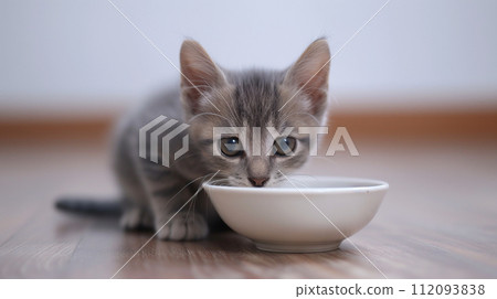 Adorable little grey kitten enjoying a meal from a white bowl 112093838