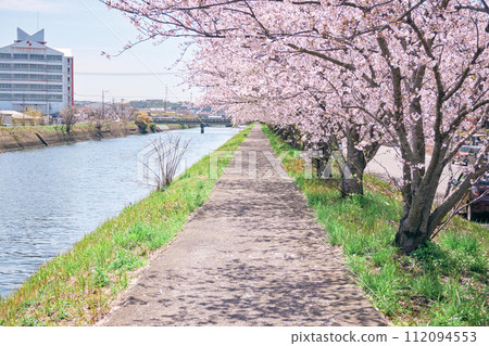 大分市原川沿岸的櫻花盛開 大分市原川沿岸的櫻花盛開 112094553