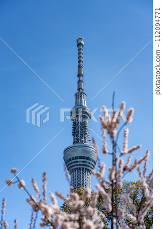 Tokyo Skytree viewed from between the plum blossoms in full bloom 112094771