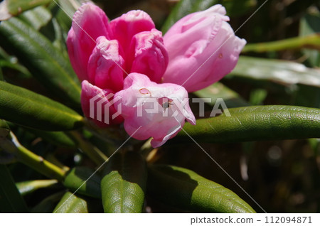 Yakushima rhododendron flower Yakushima rhododendron flower 112094871