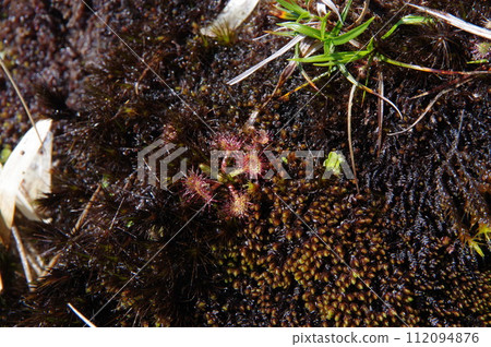 Welsh onion Welsh onion 112094876