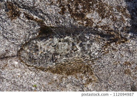 puddle in the shape of a fish 112094987