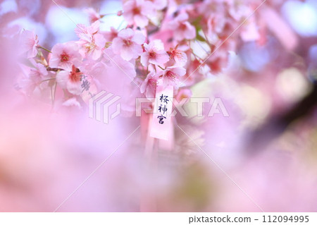 東京都世田谷區櫻花神社 112094995