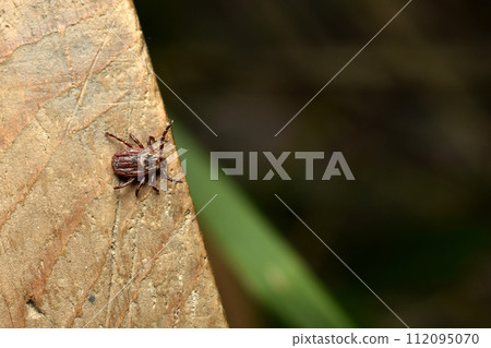 A terrible tick is waiting for its victim. 112095070