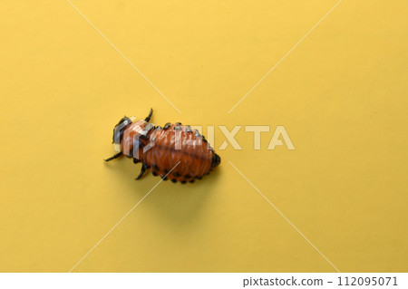 The voracious larva of the Colorado potato beetle. 112095071