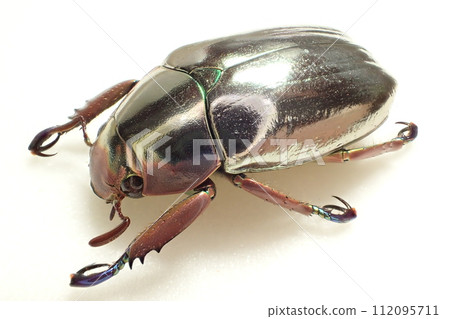 Chrysina chrysargyrea Chrysina chrysargyrea 112095711
