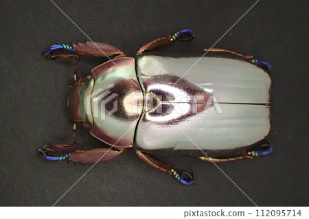 Chrysina chrysargyrea 112095714