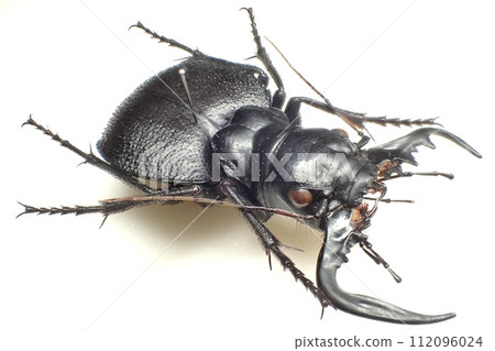 Manticora scabra 112096024