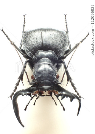 Manticora scabra 112096025