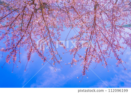 Cherry blossoms and blue sky 112096199
