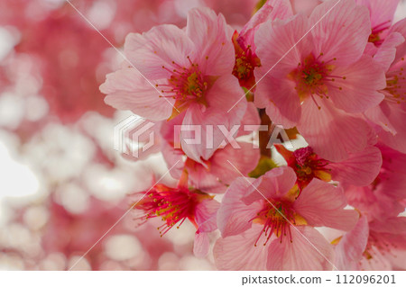 Cherry blossom close up 112096201