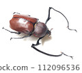 Euchirus longimanus longimanus 112096536