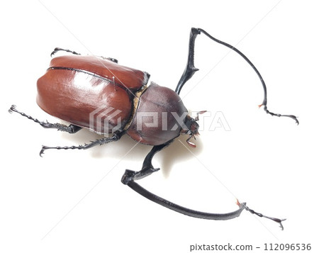 Euchirus longimanus longimanus 112096536