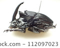 Sulcophanaeus faunus 112097023