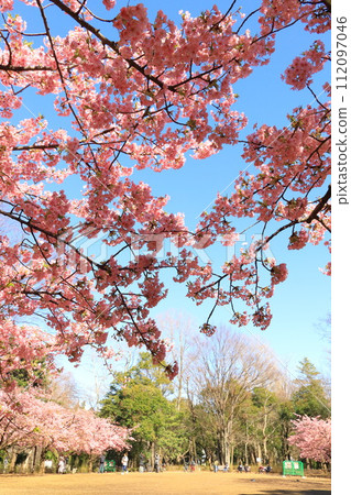 臨誌之森公園的河津櫻花 臨誌之森公園的河津櫻花 112097046