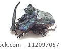 Coprophanaeus ensifer 112097057