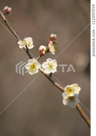 Brightly blooming plum blossoms natural scenery Brightly blooming plum blossoms natural scenery 112097059
