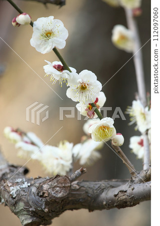 Brightly blooming plum blossoms natural scenery Brightly blooming plum blossoms natural scenery 112097060