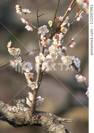 Brightly blooming plum blossoms natural scenery Brightly blooming plum blossoms natural scenery 112097061