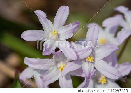 Purple Scilla sect blooming in the spring garden Purple Scilla sect blooming in the spring garden 112097453