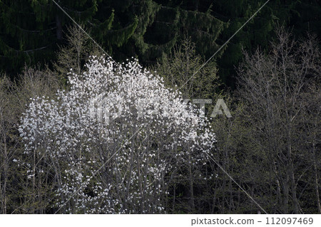 玉蘭花在春天領域盛開 112097469