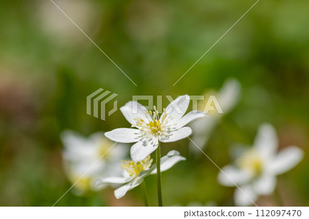 Nirinsou在春天的田野上盛開的漂亮的白花 112097470