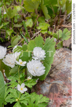 春天花園裡盛開的雙花血根草 112097480