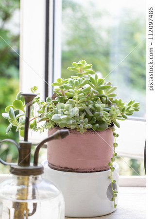 在窗台上群植多肉植物 在窗台上群植多肉植物 112097486