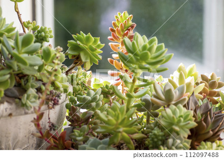Group planting of succulents on the windowsill Group planting of succulents on the windowsill 112097488