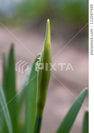 Drops on daffodils 112097489