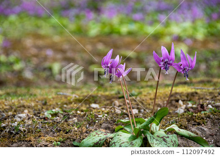 一朵可愛的粉紅色的花，在春天領域盛開 112097492