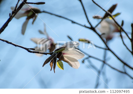 Magnolia flower closeup 112097495