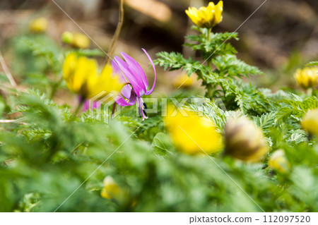 春天，田野和山間盛開的卡塔庫里和福壽莊 112097520