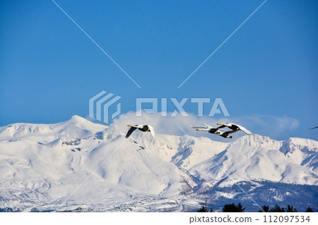 天鵝和雪山十勝岳 112097534
