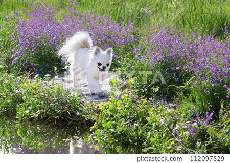 chihuahua in nature chihuahua in nature 112097829