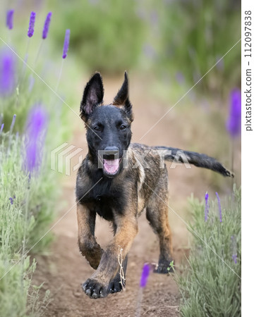 puppy belgian shepherd in nature puppy belgian shepherd in nature 112097838