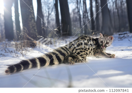 Common genet in nature Common genet in nature 112097841