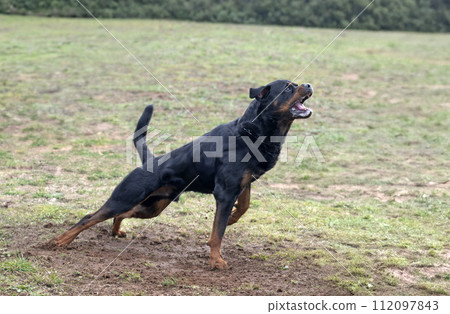 training of rottweiler training of rottweiler 112097843